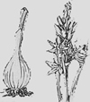 "Camas"