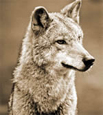 Coyote