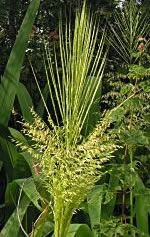 Arroz Salvaje