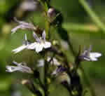 tabaco
