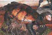 Gran Tortuga