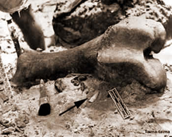 Punta y Mastodonte