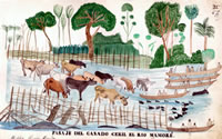 Pasaje del ganado ceril en el río Mamoré