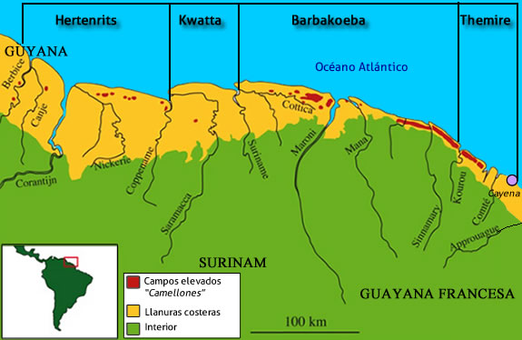 Arauquinoides en Guayanas
