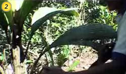 Ayahuasca