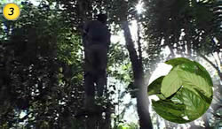 Ayahuasca