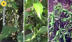 Ayahuasca