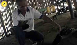 Ayahuasca