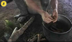 Ayahuasca