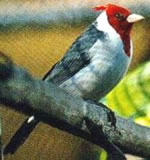 Cardenal