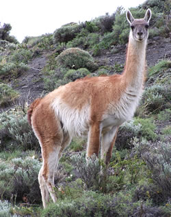 Guanaco