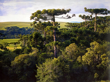 Araucaria