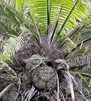 Palmera "Marfil Vegetal"