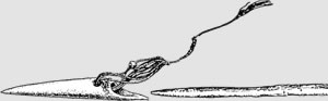 Arpón