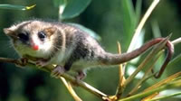 Marsupial